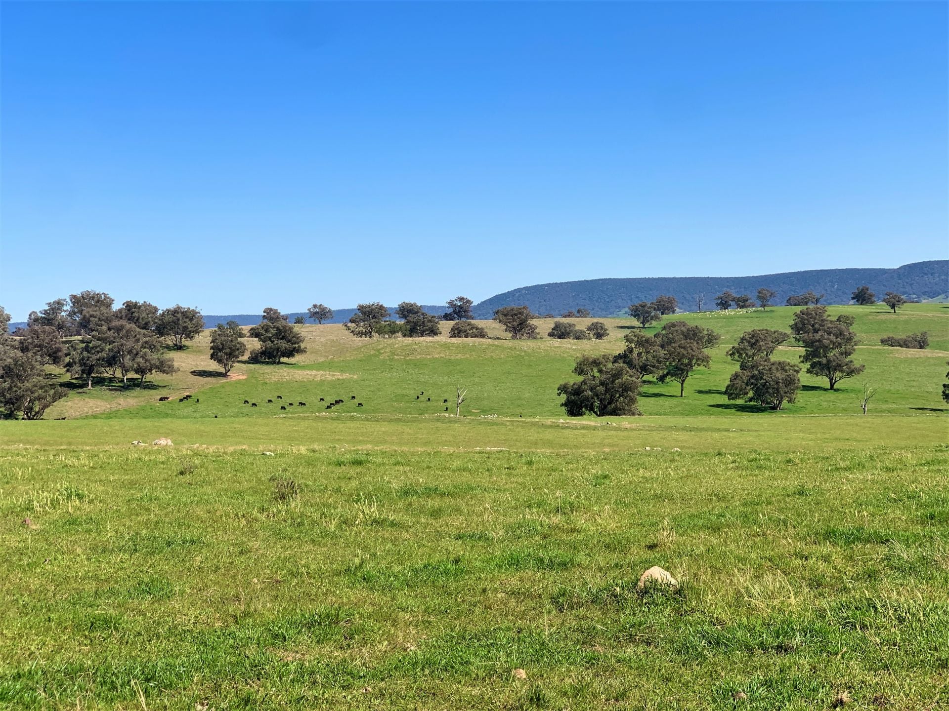 897 Murringo Flats Road, Murringo, Murringo - Thumbnail 5