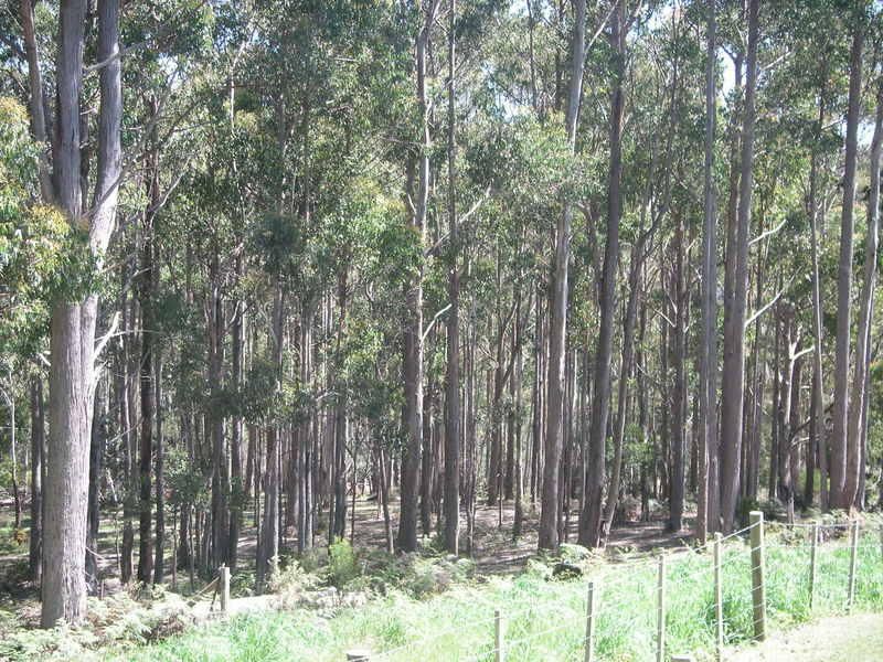 211 Kelcey Tier Road, SPREYTON, Spreyton - Thumbnail 4
