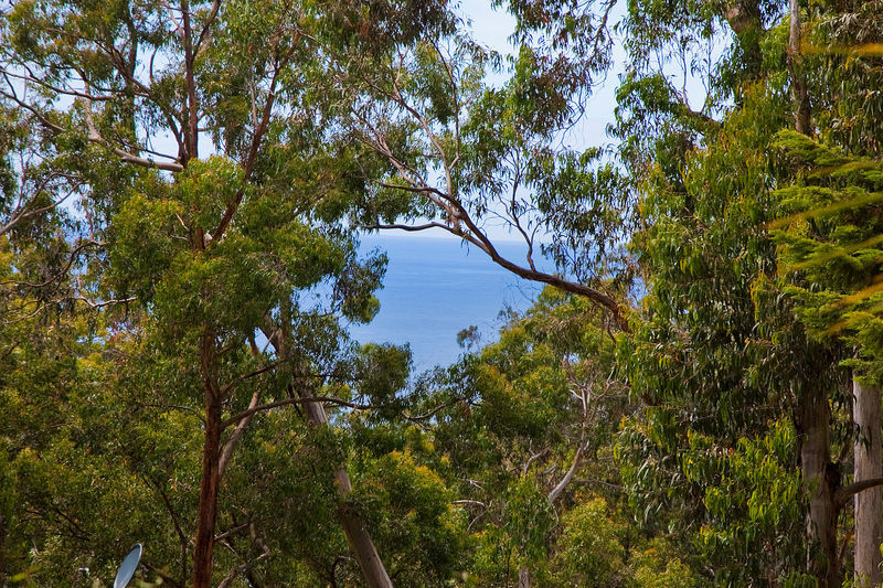 1  Ferny Grove, Kennett River, VIC, Kennett River - Thumbnail 2