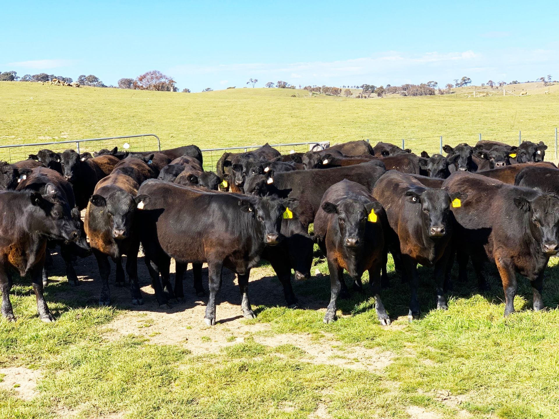 244 Lachlan Road, Bathurst, Bathurst - Thumbnail 5