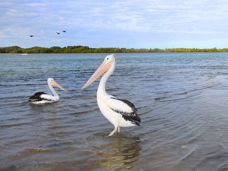 6/58 Picnic Point Esplanade MAROOCHYDORE QLD, Maroochydore - Thumbnail 8