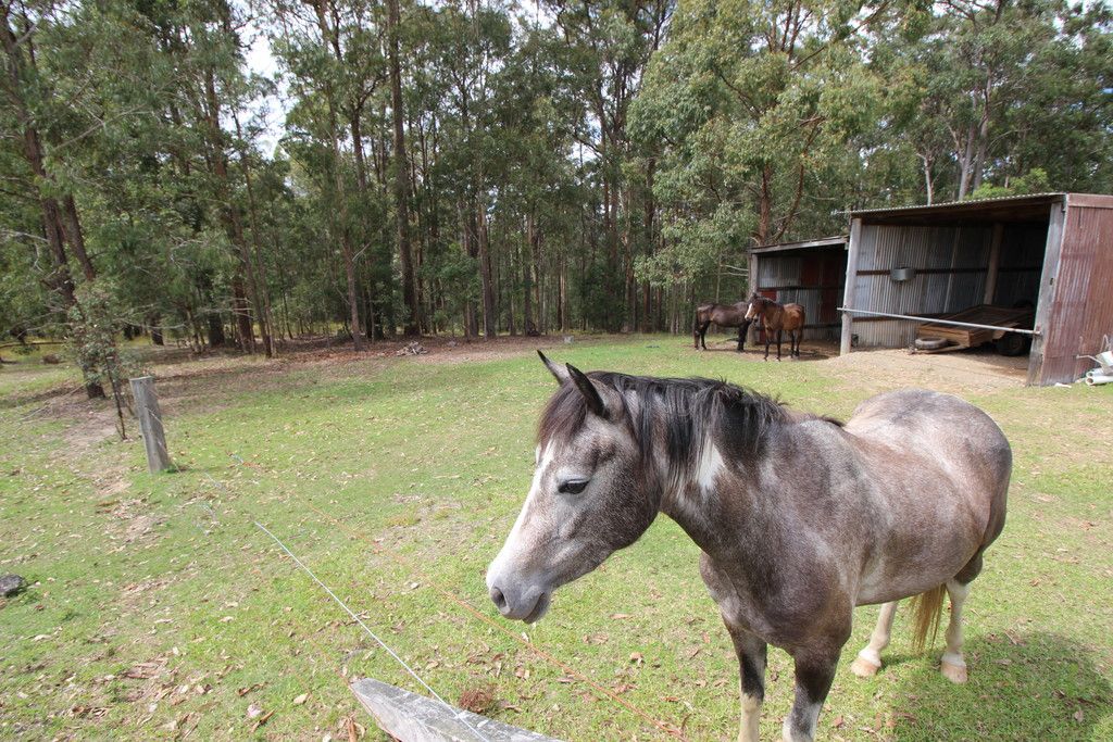 317 Smiths Creek Rd, KUNDABUNG NSW 2441
