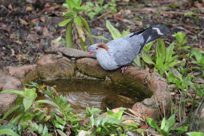 14 Forest Oak Court, Tanawha