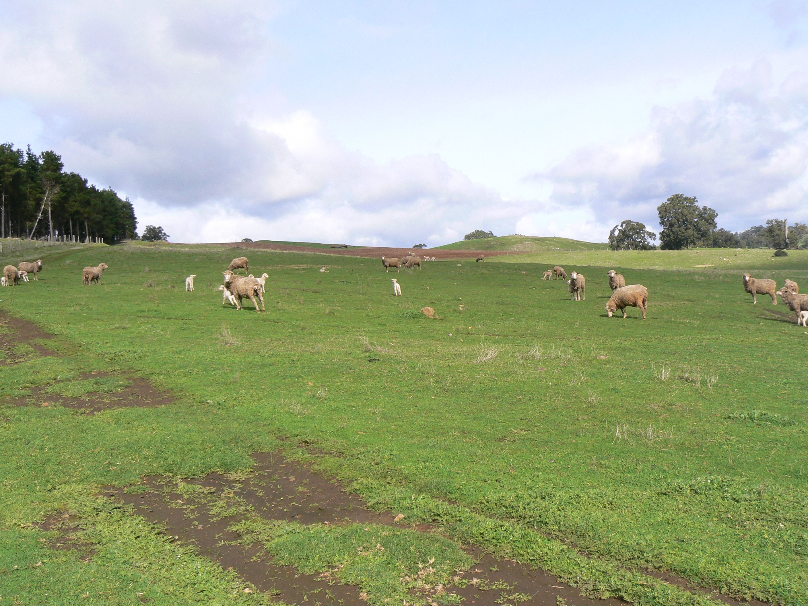 Real Estate For Sale Lot 2 Upper Capel Road Upper Capel , WA