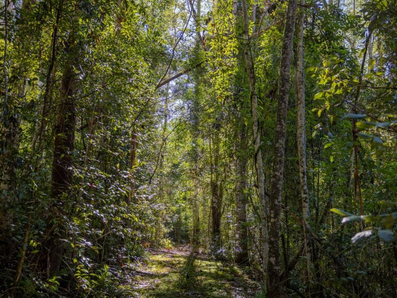 Rainforest Retreat Close To Town