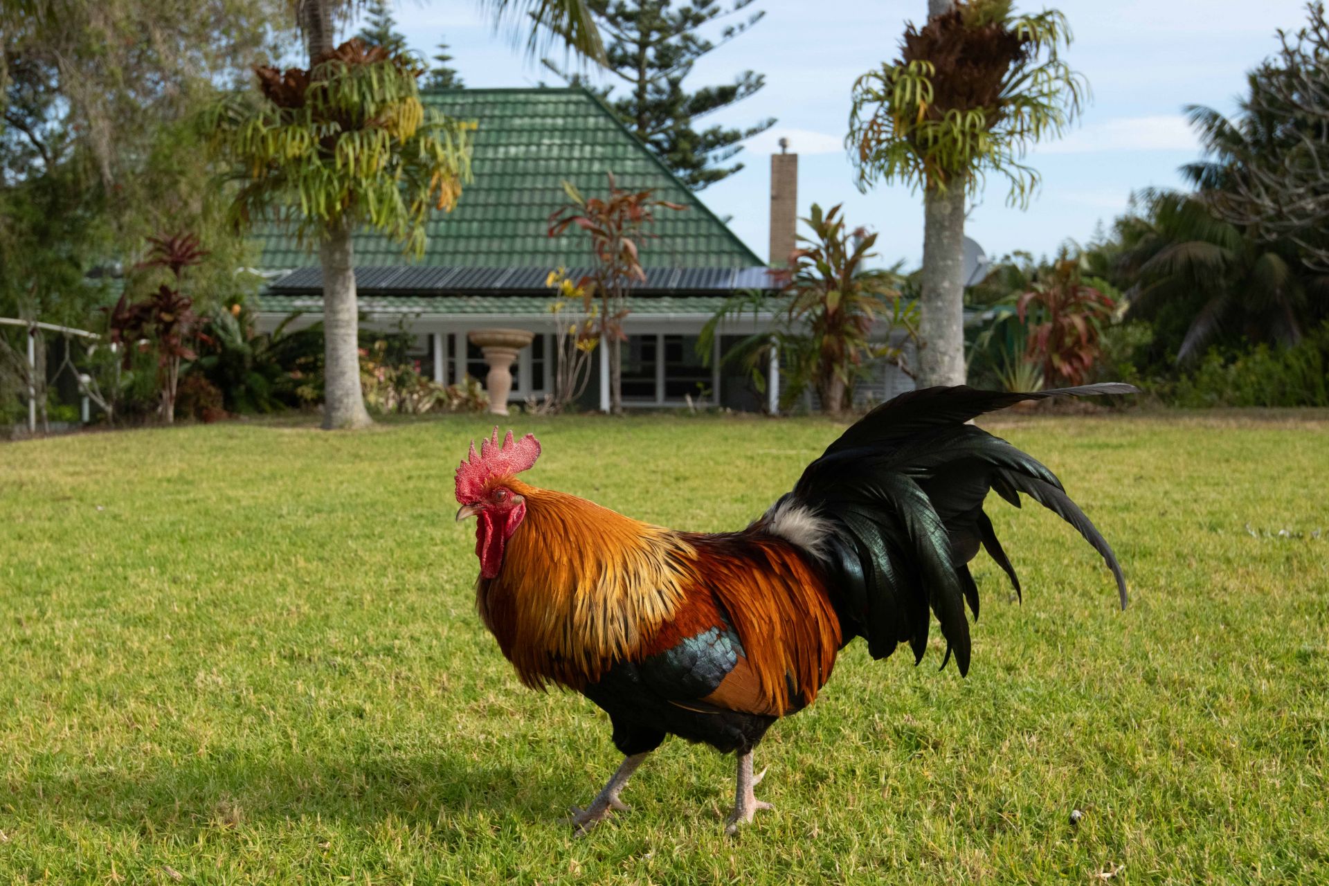 31B Ferny Lane Norfolk Island NSW, Norfolk Island - Thumbnail 3