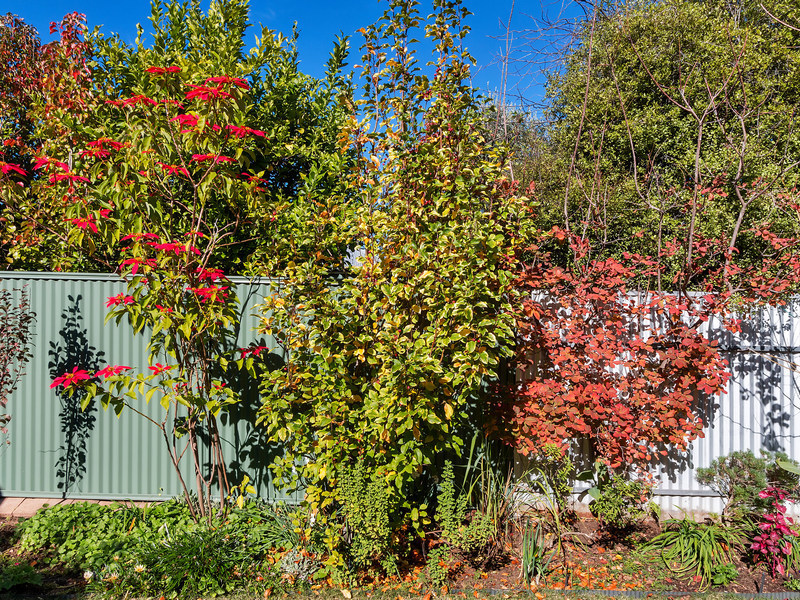 2 Wall Place Norwood 5067
