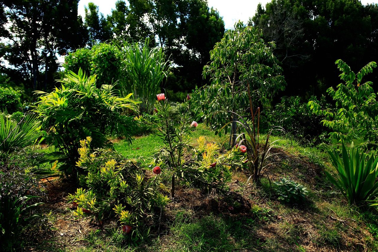 1 Upsalls Creek Rd, UPSALLS CREEK NSW 2439