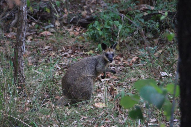 14 Forest Oak Court, Tanawha