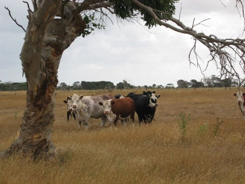 Lot 736 Dingley Dell Road PORT MACDONNELL SA, Port Macdonnell - Thumbnail 3