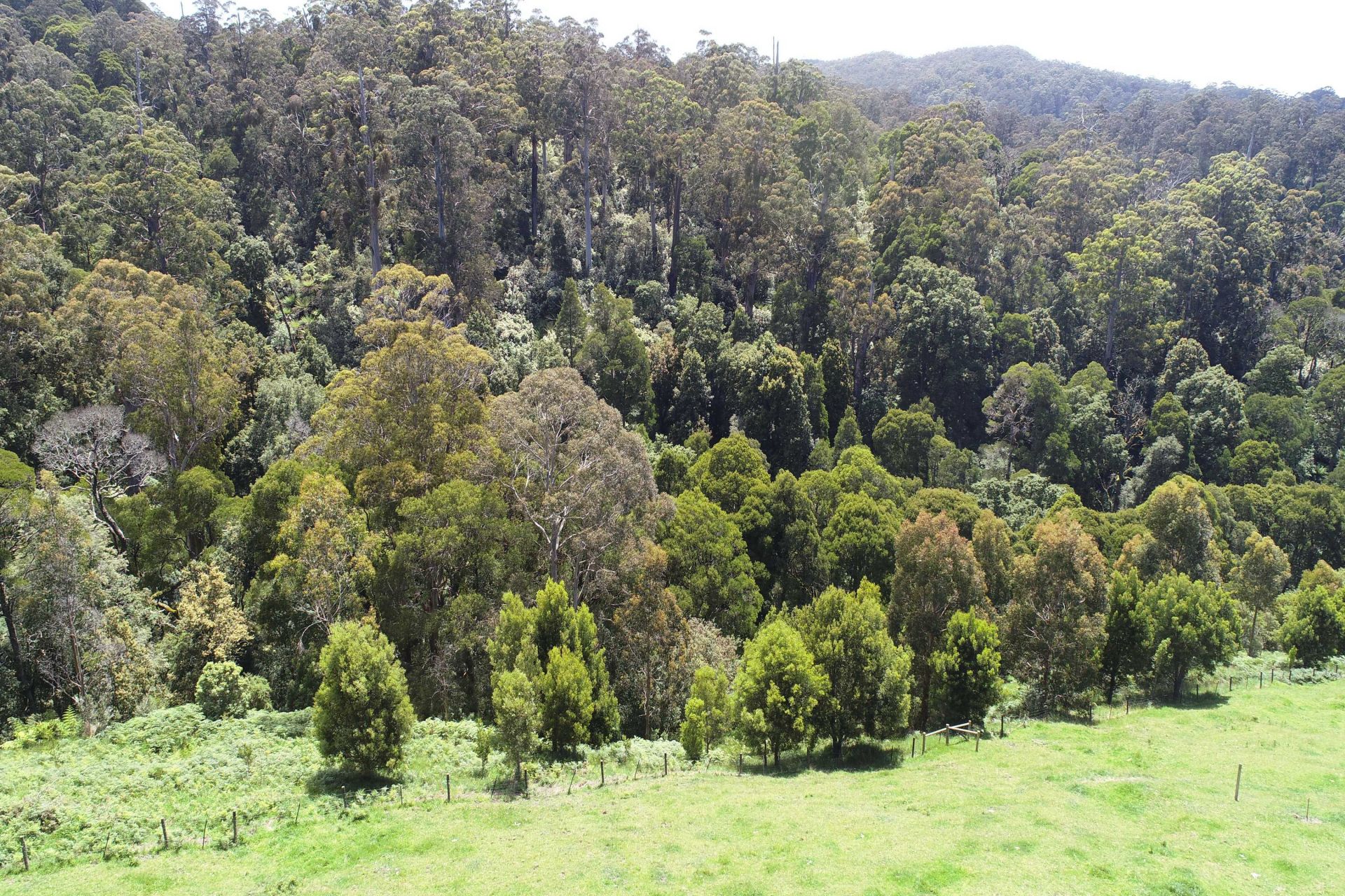 Lot 1/1150 Great Ocean  Road, Apollo Bay - Thumbnail 5