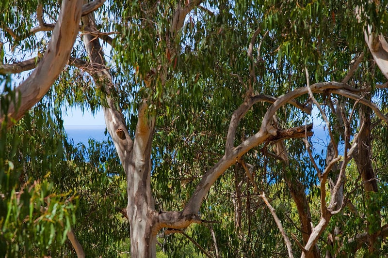 1-3/13-15 Normanby Terrace, Lorne, VIC, Lorne - Thumbnail 5