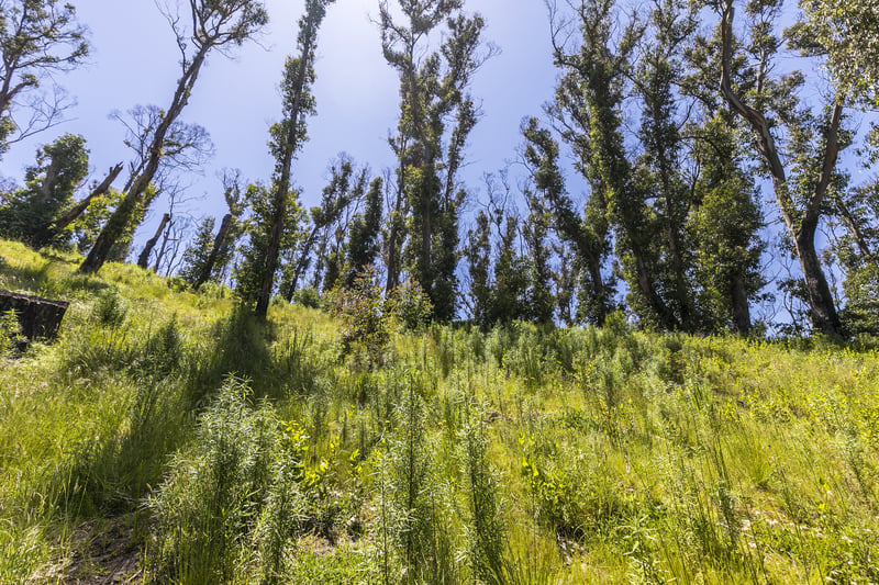 63 Karingal Drive, Wye River, VIC, Wye River - Thumbnail 3