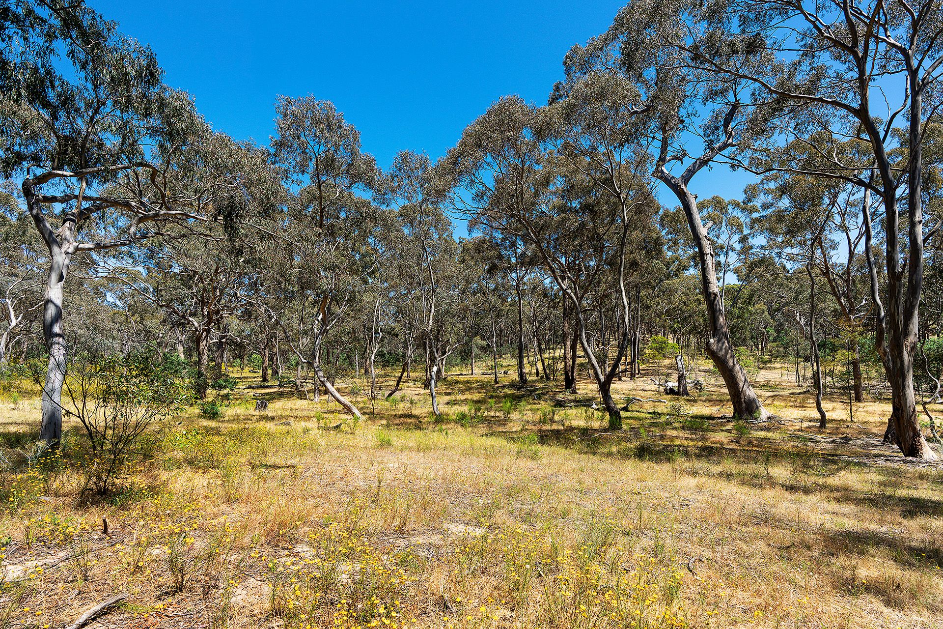 480 Boundary Gully Road Yandoit Hills, Yandoit Hills - Thumbnail 5
