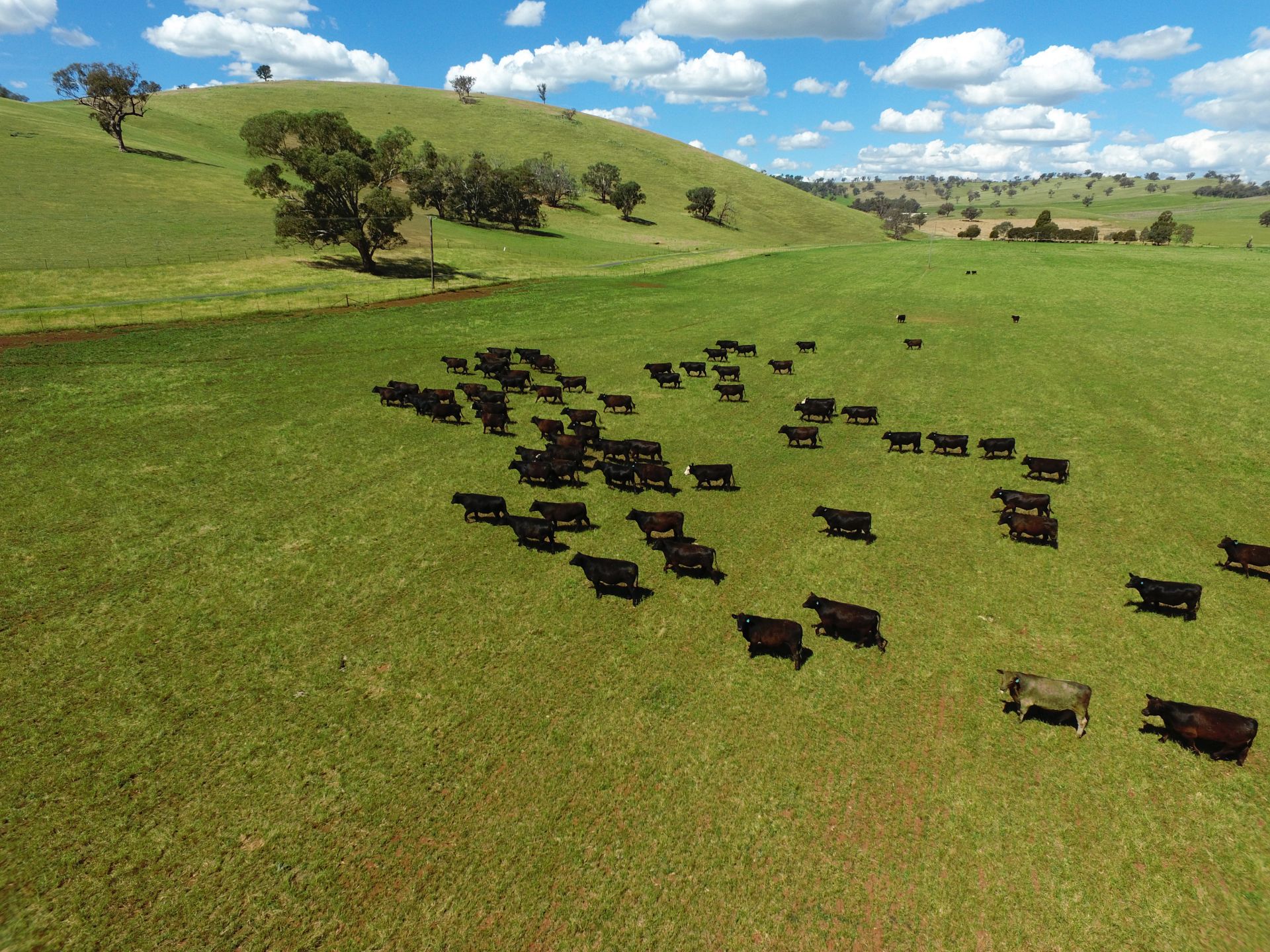 Cootamundra, Cootamundra - Thumbnail 3