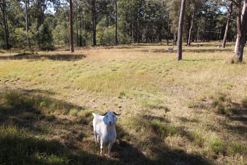 114 Crowther Drive, KUNDABUNG NSW 2441