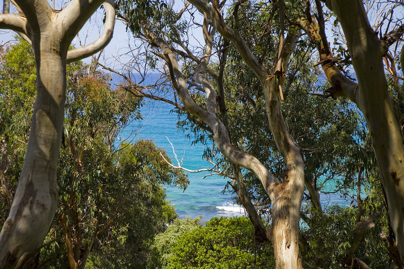 2/3 Great Ocean Road, Wye River, VIC, Wye River - Thumbnail 6