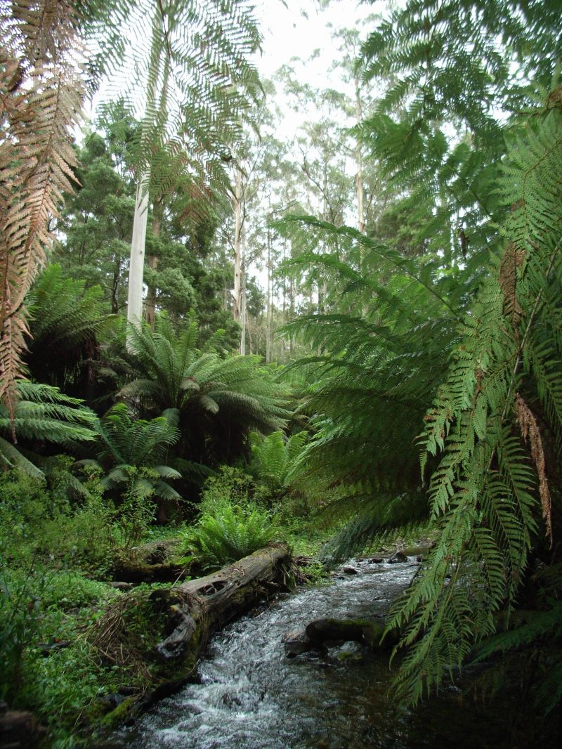 1110 Skenes Creek-Forrest Road Tanybryn VIC, Tanybryn - Thumbnail 4