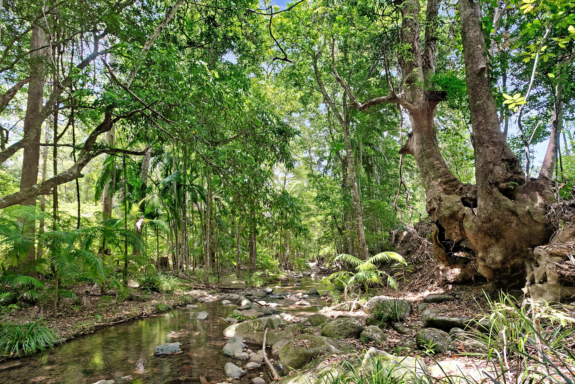 1064 Aherns Road Conondale QLD, Conondale - Thumbnail 2
