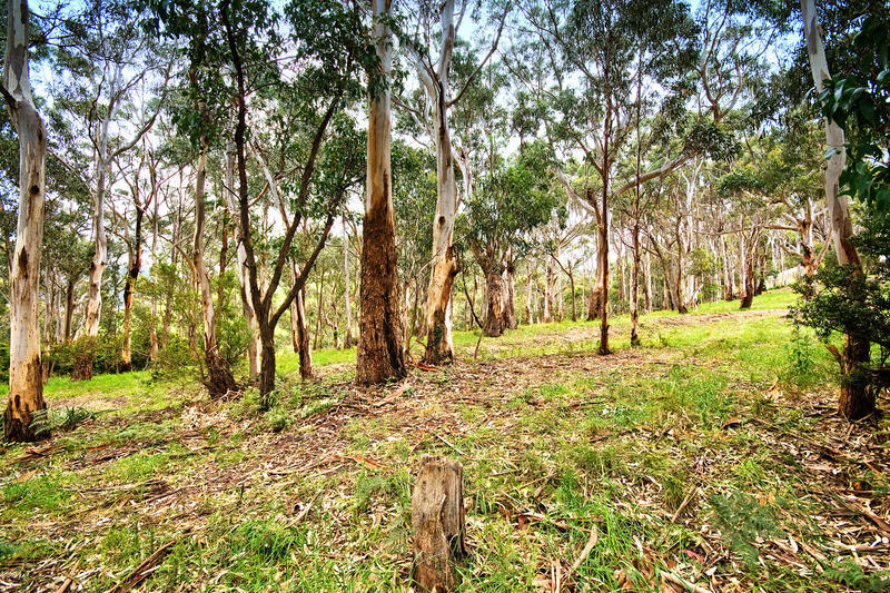81 Old Coach Road , Skenes Creek, VIC, Skenes Creek - Thumbnail 2