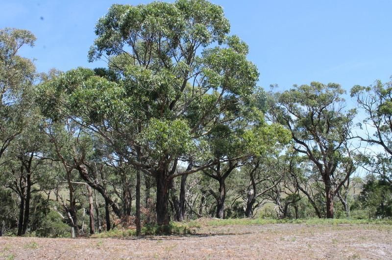 Lot 3/520 Hordern Vale Road, Cape Otway - Thumbnail 7