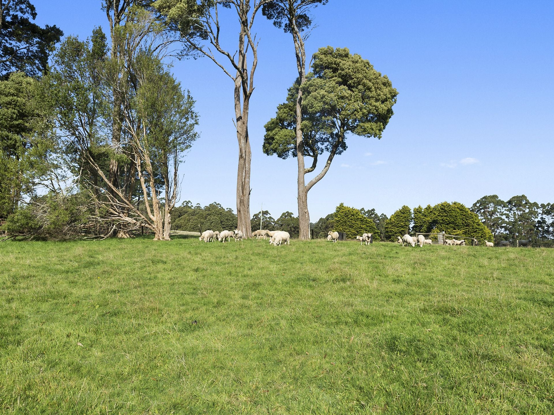 1215 Skenes Creek Road, Apollo Bay - Thumbnail 8