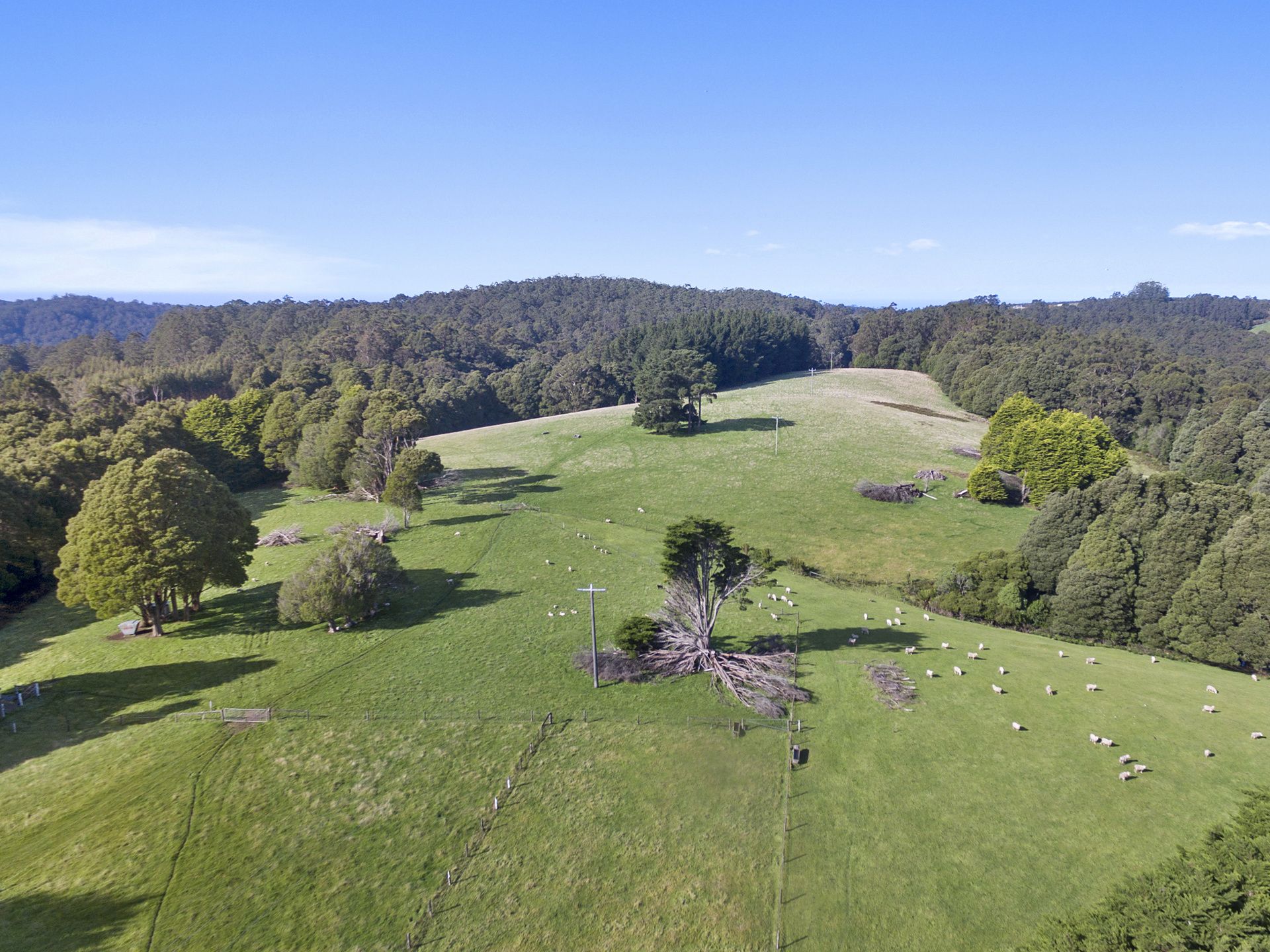 1215 Skenes Creek Road, Apollo Bay - Thumbnail 4