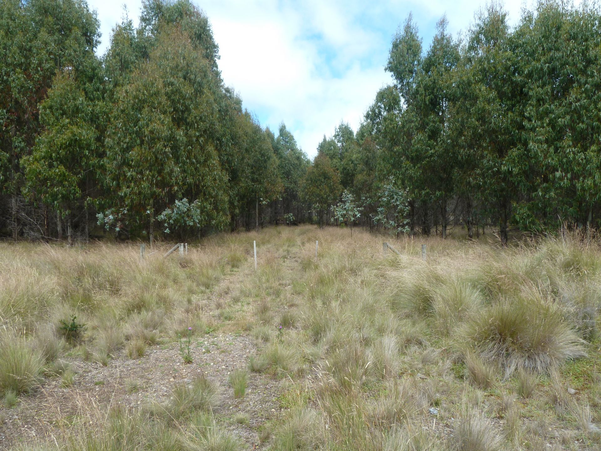 560 Gads Hill Road LIENA, Liena - Thumbnail 4