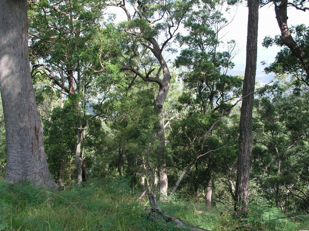 Lot 204 Misty Vale Way, HOLLISDALE NSW 2446