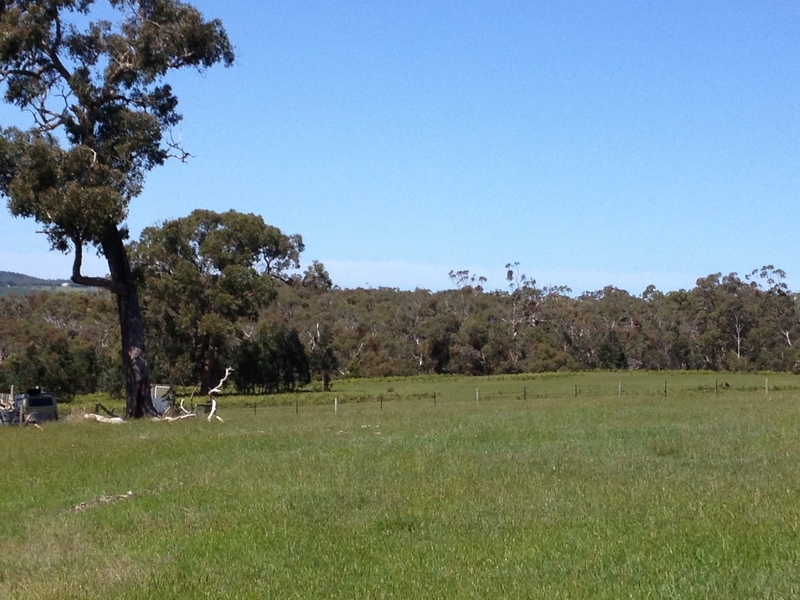 Lot 1, 1265 Winchelsea-Deans Marsh Road, Bambra, VIC, 1265 Winchelsea-Deans Marsh Road Bambra - Thumbnail 7