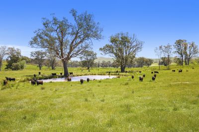 Grazing Property on 141.5 Acres (Approx)