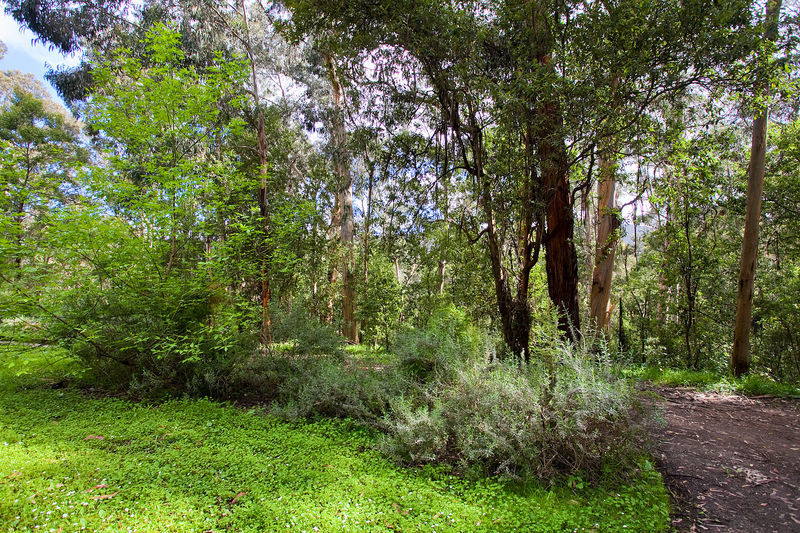 2/4 Illowra Avenue, Wye River, VIC, Wye River - Thumbnail 4