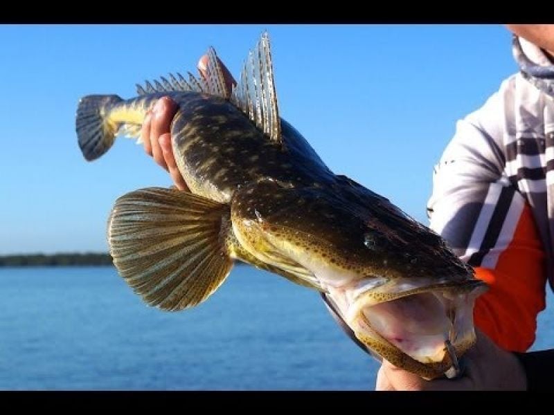 2 Anglers Court Donnybrook QLD, Donnybrook - Thumbnail 5
