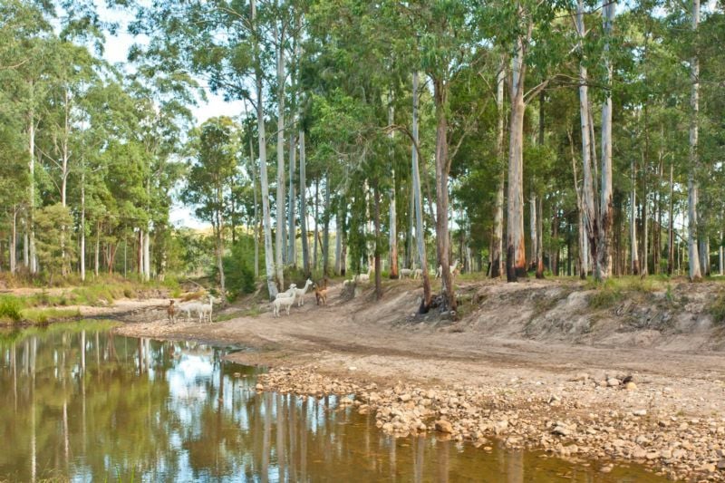 310 Thompsons Lane Stroud NSW, Stroud - Image 1