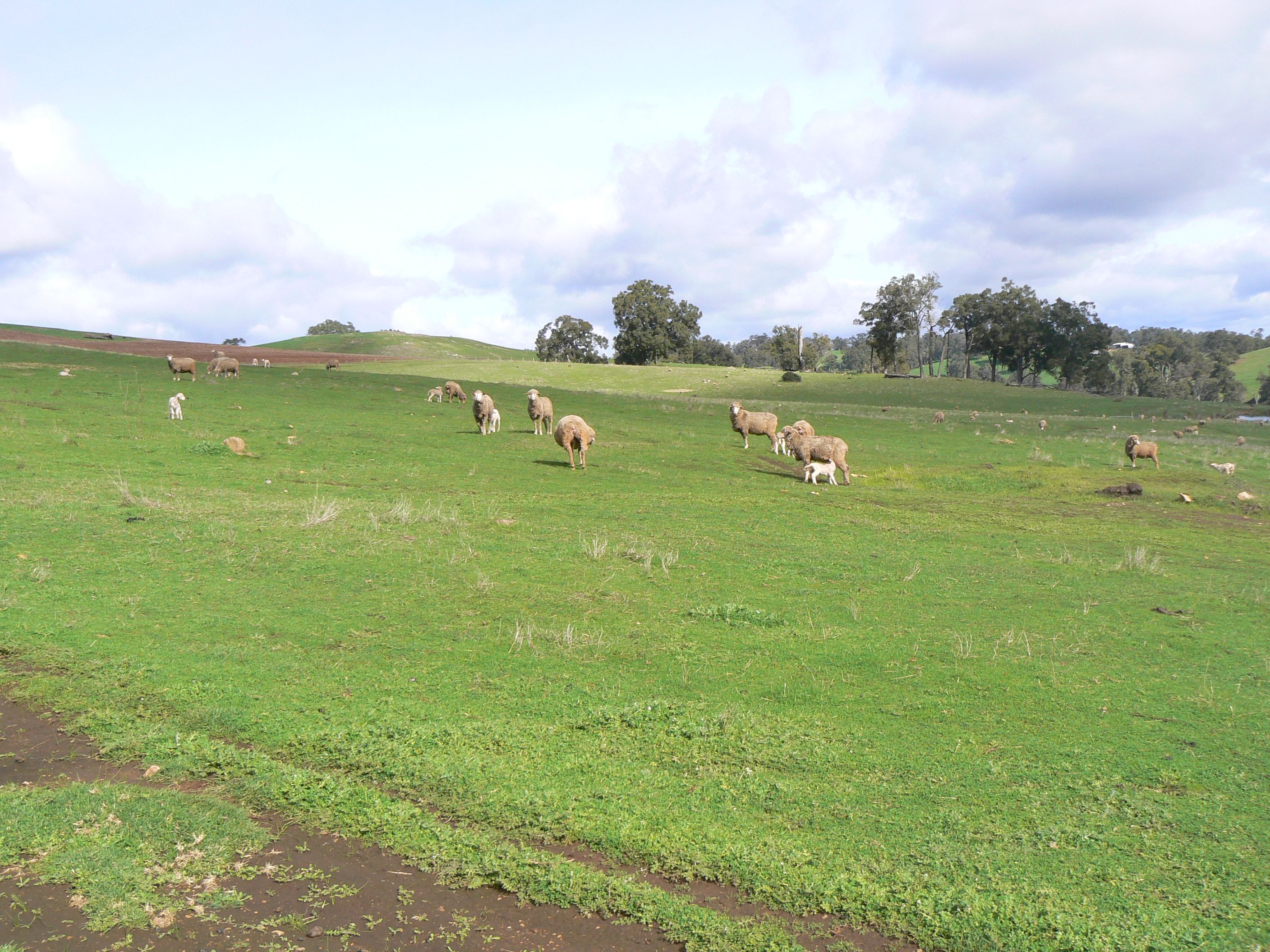 Real Estate For Sale Lot 2 Upper Capel Road Upper Capel , WA