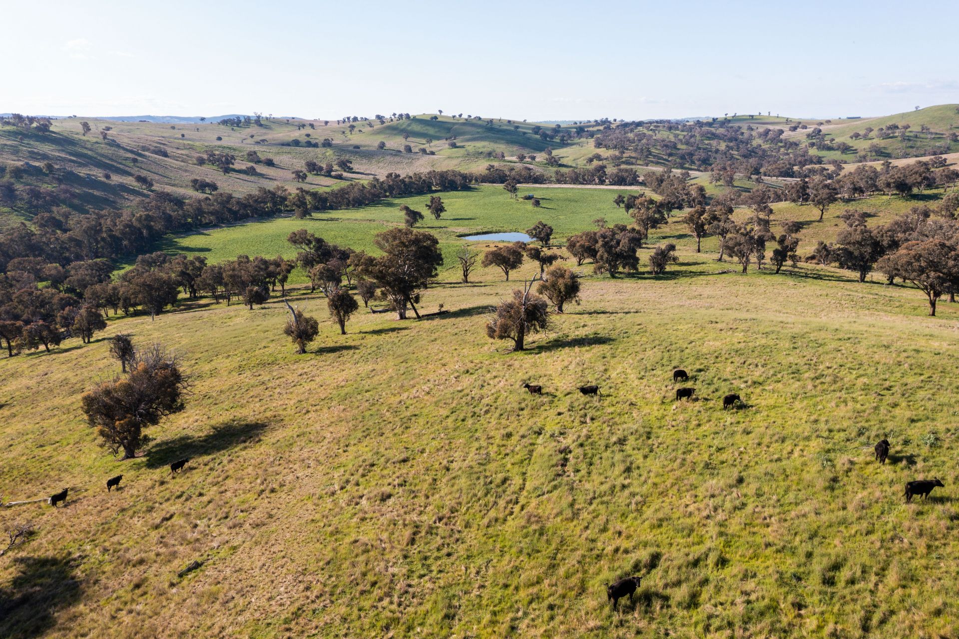 'Prospect' Sheridan Park Road, Boorowa NSW, Boorowa - Thumbnail 8
