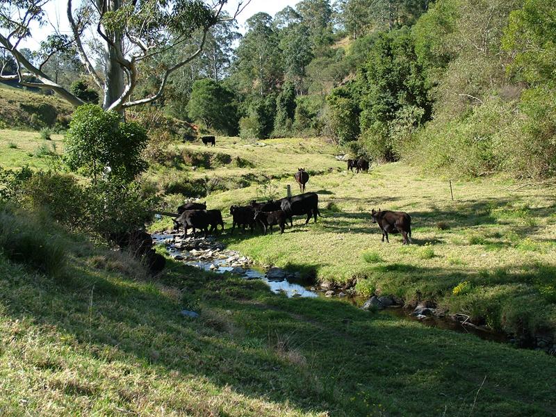 Real Estate For Sale 590 Scone Road Copeland , NSW