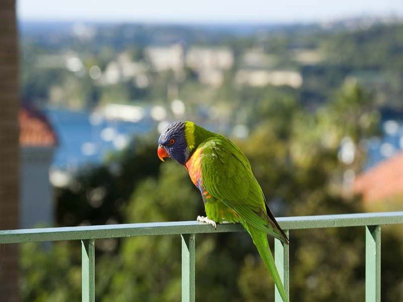 17/20 Rawson Street MOSMAN NSW, Mosman - Thumbnail 3