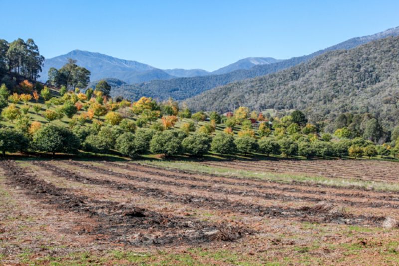 158 Lot 2, 3, 4 Simmonds Creek Road Tawonga South VIC, Tawonga South - Thumbnail 5
