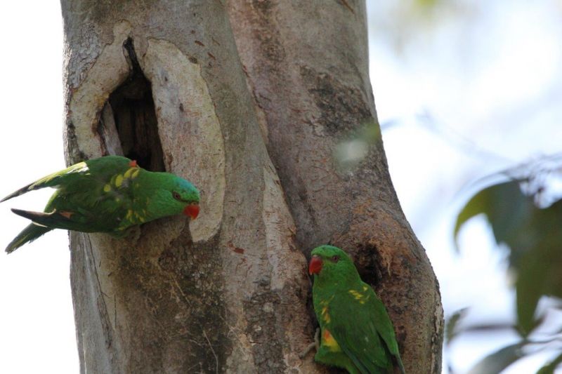 14 Forest Oak Court, Tanawha
