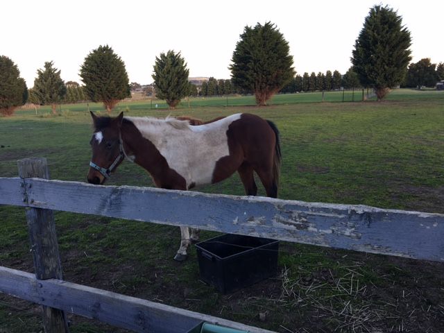 Country Living on 5 Acres