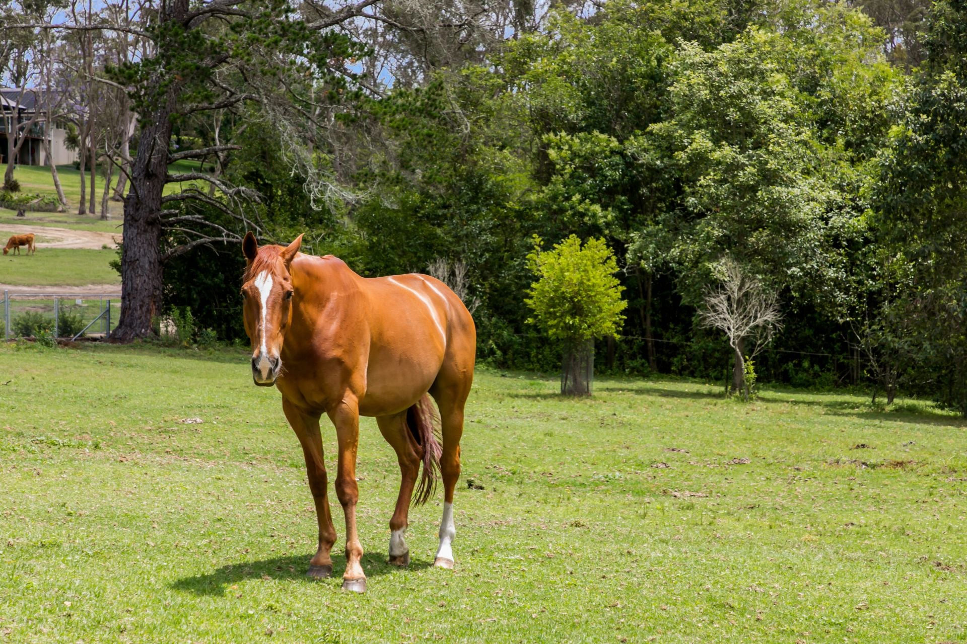 3 Heckenberg Road Glenorie NSW, Glenorie - Thumbnail 2