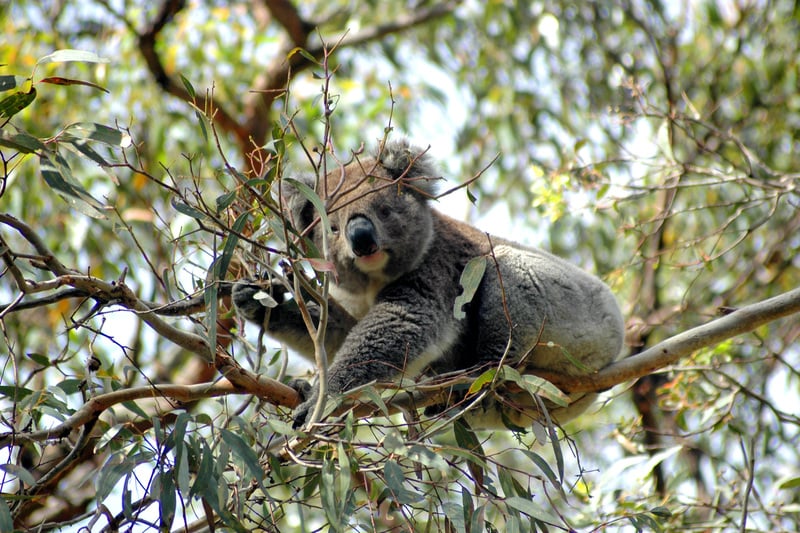 100 ACRES OF PRIME OTWAY BUSH, Lavers Hill - Thumbnail 2