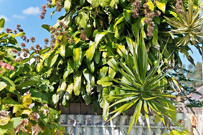 Sold Affordable Freestanding Double Fronted Home in Prized Drummoyne