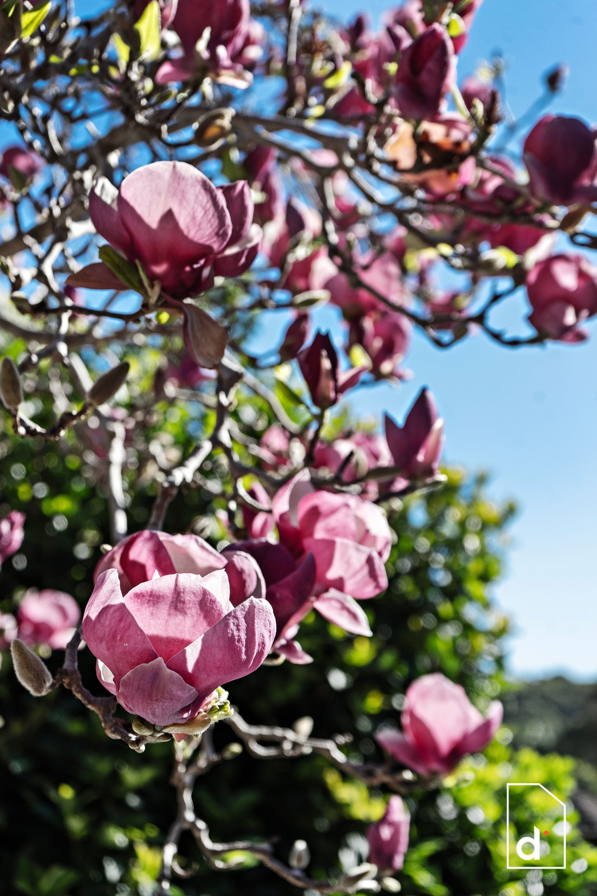 10 Agapantha Terrace, Woonona NSW