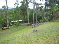 4A Kerenjon Avenue Buderim QLD, Buderim - Thumbnail 7