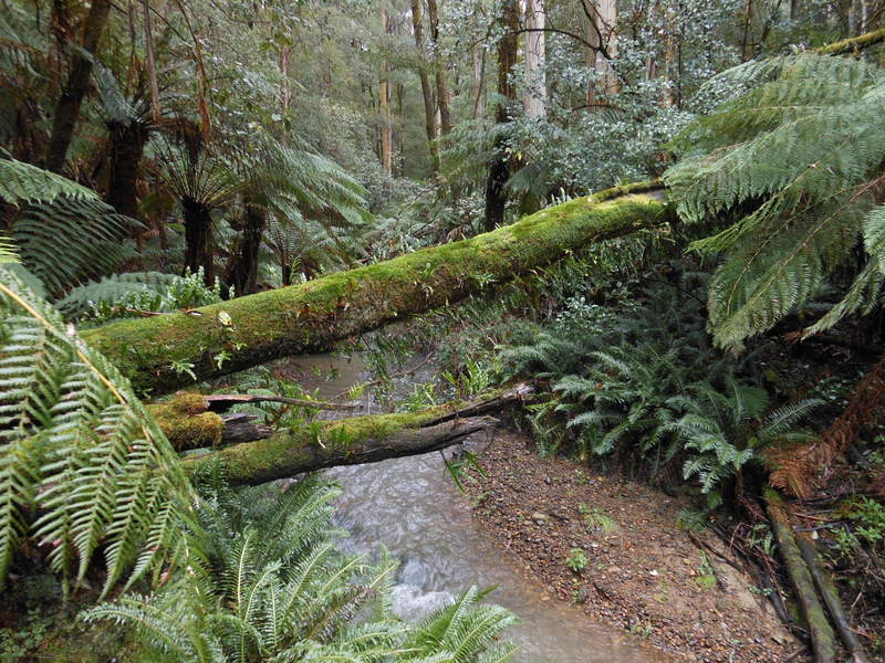 870 Forrest Apollo Bay Road, Barramunga, VIC, Barramunga - Thumbnail 6