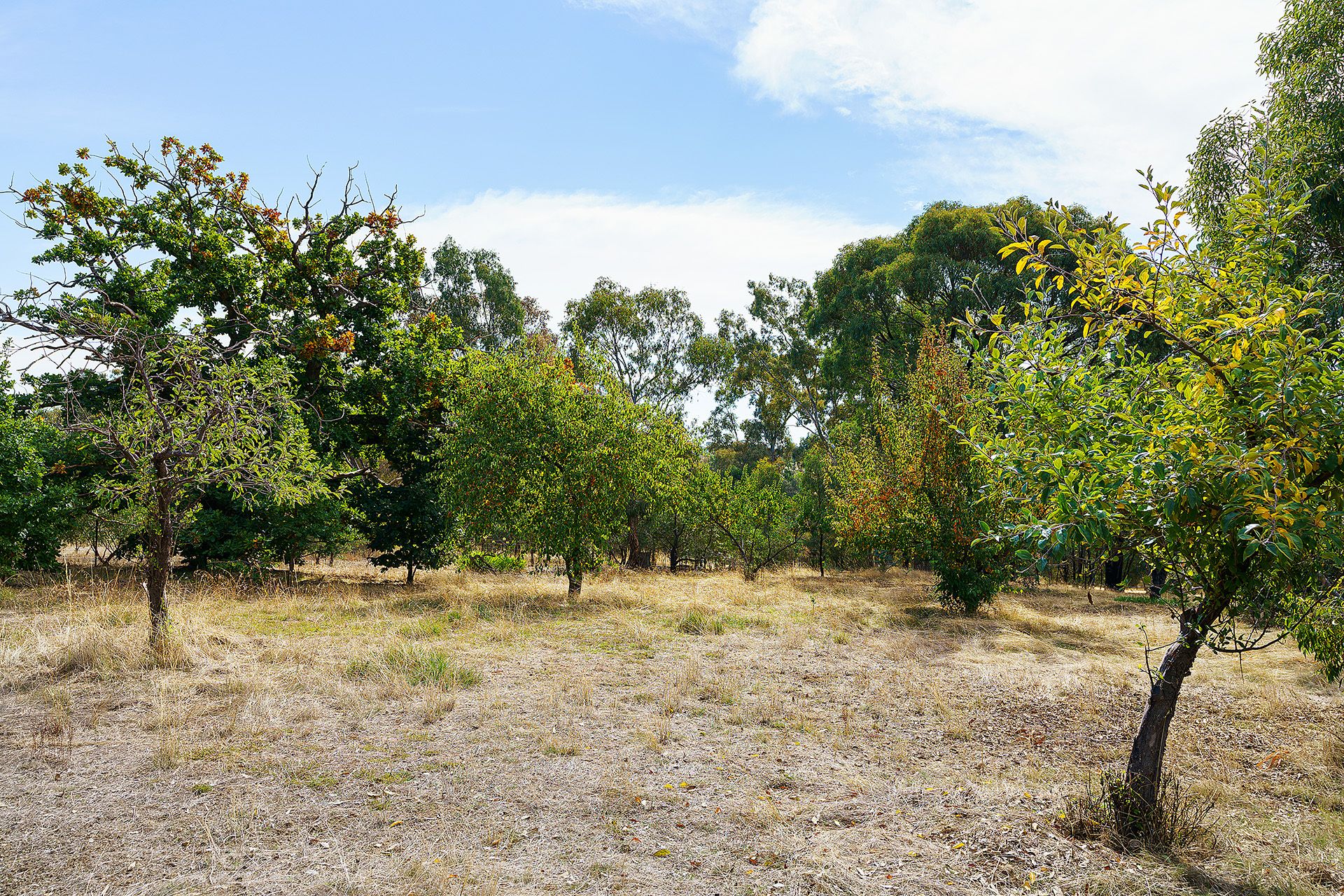 557 White Gum Road, Barkers Creek - Thumbnail 8