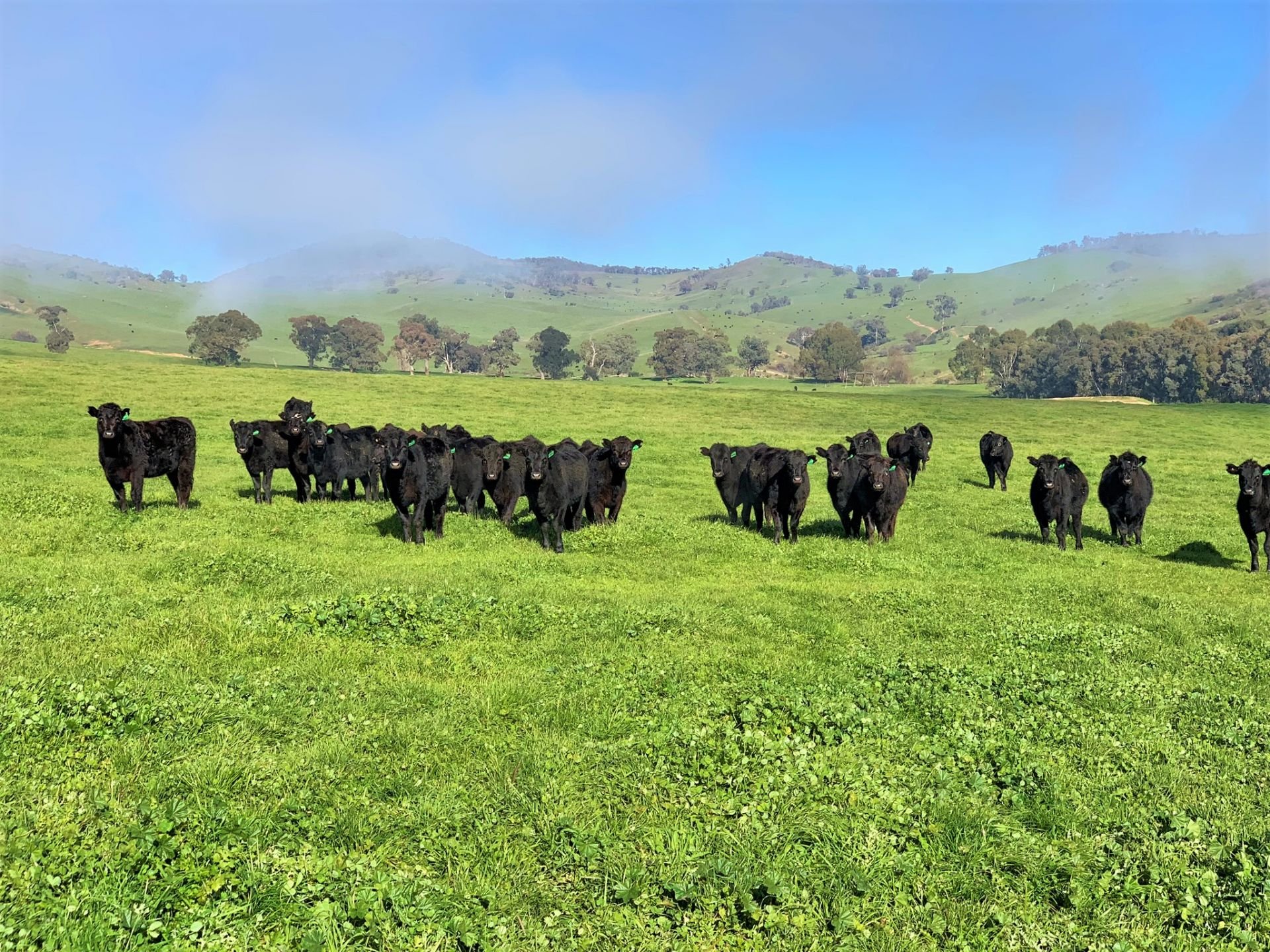 100 Welumba Creek Road, Tooma Inglis Rural Property