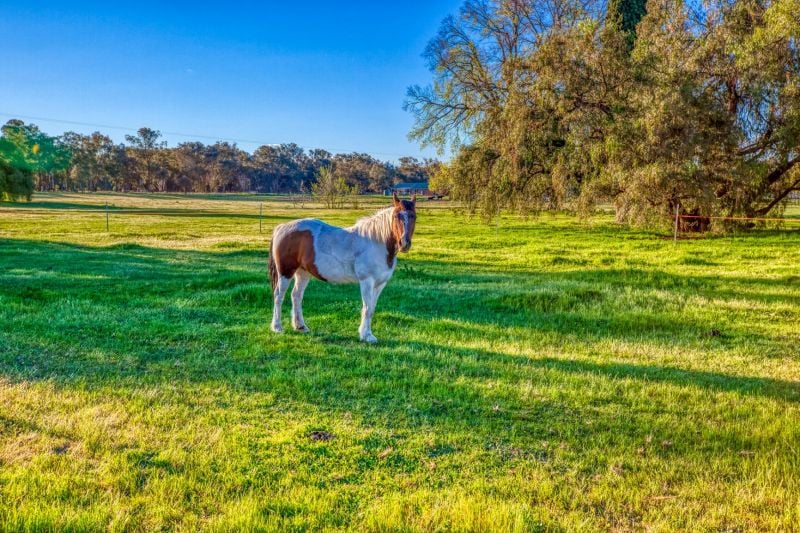 137 Bungowannah Road Jindera NSW, Jindera - Thumbnail 7